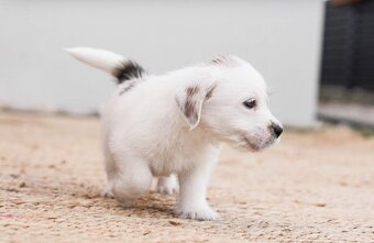 Jack Russell teriér s PP - 6
