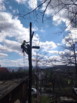 Rizikové kácení, arboristika, řez ovocných stromů - 6