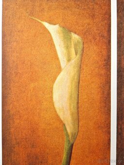ANDREAS SCHOLZ - Nude with Calla Left (CERTIFIKÁT), Litograf - 6