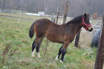 WELSH COB - klisna - 6