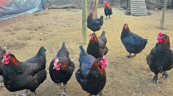 Násadová vejce a kuřátka Maranska - 6