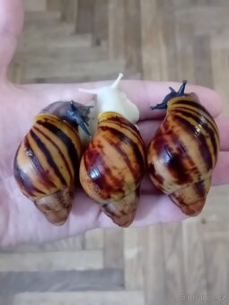 Africký šnek archachatina marginata suturalis - 6