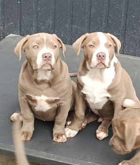 American bully xl xxl - 6