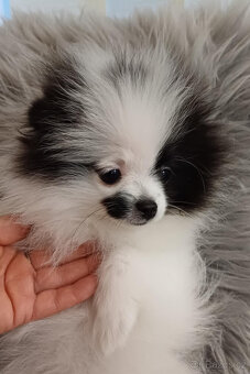 Pomeranian fenka s PP - 6