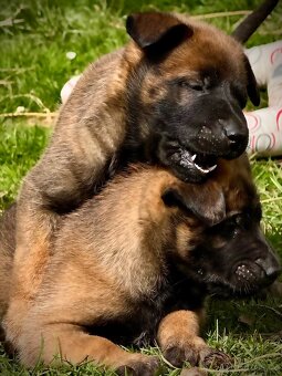 BELGICKÝ OVČÁK MALINOIS - ŠTĚŇATA - 6
