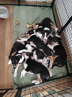 Biham nebude sedět v koutě :-) - 6