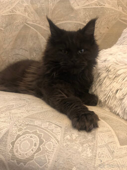 Mainská mývalí s PP - 6