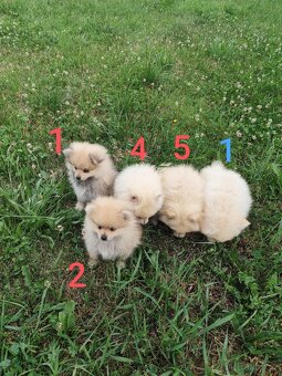 Špic pomeranian štěňátka - 6