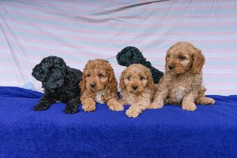 Cavapoo - 6