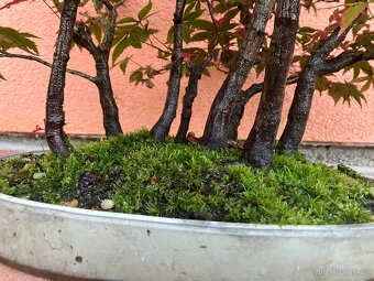 Bonsai, Bonsaj, japonský javor, lesík - 6