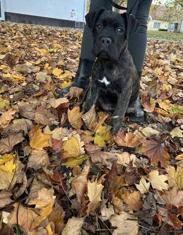 Cane Corso bez PP - 6