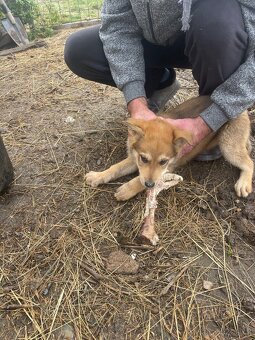 Štěně vlčáka - 6