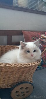 Kocourek ragdoll s PP, REZERVACE - 6