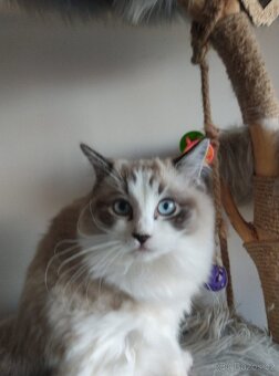 Super koťátka Ragdoll - 6