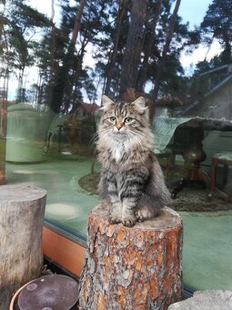 Kotě mainské mývalí - 6