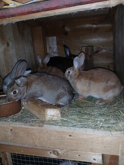 Králíci 2 a půl měsíce - 6