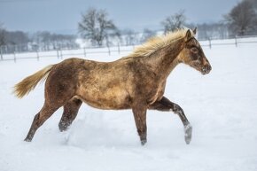 Připouštění AQH Hollywood Buckskin - 6