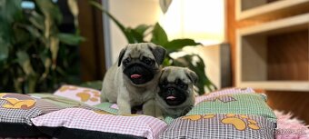 Mops - 6