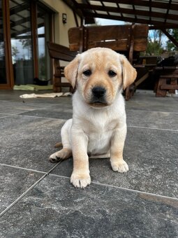 Štěňata Labradora bez PP - 6