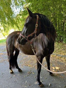 3,5letá klisna WPBR - 6