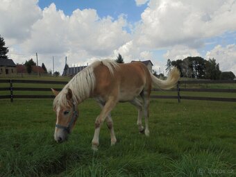 Prodám klisnu Hafling - 6