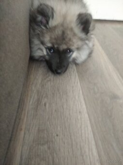 Německý vlčí špic (keeshond) - štěńátka s PP - 6