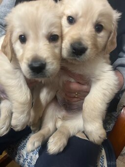 Zlatý retrívr bez PP - 6