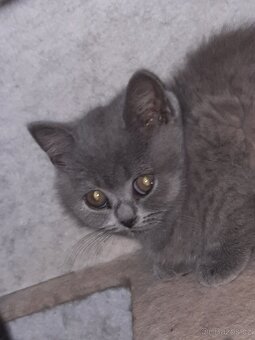 Nabízím čistokrevná britská koťata bez PP - 6