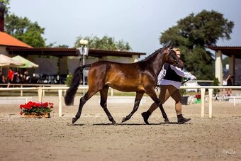 Hřebeček,pony ,WPBR - 6