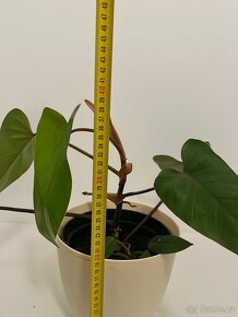 Epipremnum scindapsus šplhavnik šplhavnice - 6