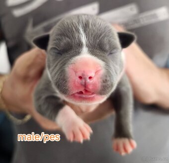 American Bully XL originální původní krev rodokmen ABKC USA - 6