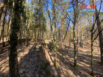 Prodej lesa, 2994 m², Všehrdy - 6