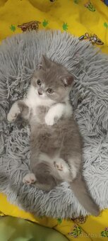 Britská koťátka - 6