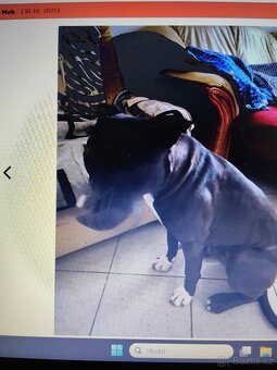 Pozor Pitbulové, kteří jsou útoční - 6