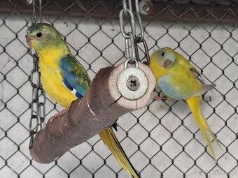 Neoféma tyrkysová žltobruchý opalín - 6