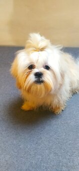 Shitzu s PP  pes - 6