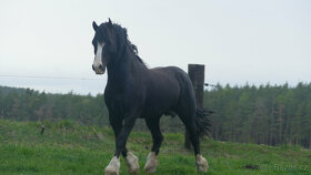 Welsh pony of cob type - připouštění - 6