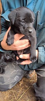 Štěňata labrador - 6