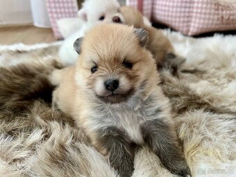 Štěňátka Pomeranian s PP (FCI) - 6