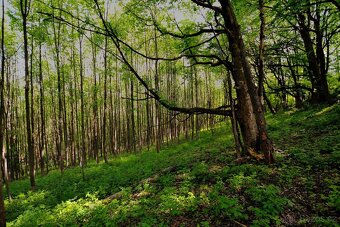 Prodej pozemku, 45 289 m2, Horní Lánov, ev.č. 00475 - 6