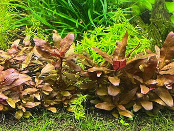 Akvarijní rostliny Mix - 6