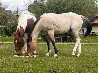 Americký paint horse valášek na prodej - 6