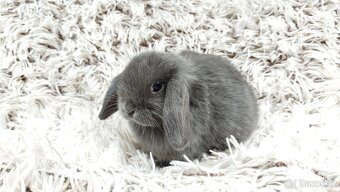 Zakrslý beránek, králíček, králík - KVIDO - 6