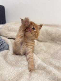 Mainská mývalí Bez PP - 6