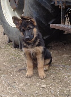 Německý ovčák - 6