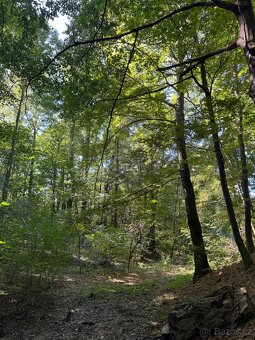 Prodej lesního pozemku v k.ú. Bartovice (2) - 6