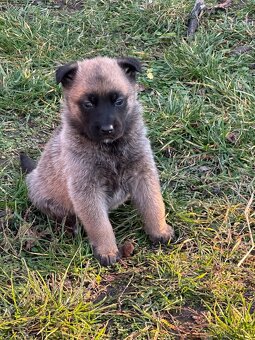 Belgický ovčák Malinois X německy ovčák - 6