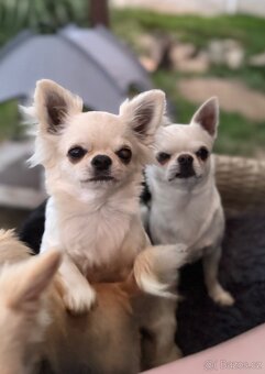 Čivava krátkosrstá s PP - 6