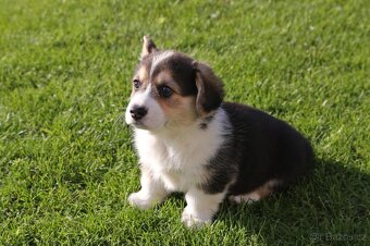 Welsh corgi pembroke s PP - 6