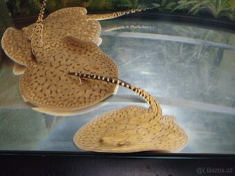 Potamotrygon scobina -rejnok - 6